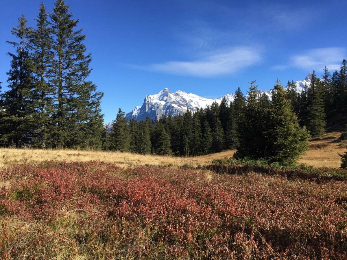Chalet Baergbaechli Grindelwald Zewnętrze zdjęcie
